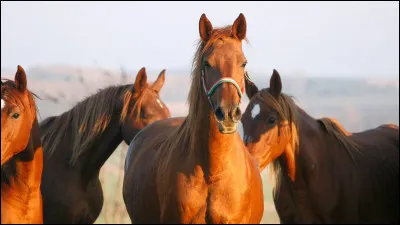 Fais-tu ou feras-tu tes études bientôt ?