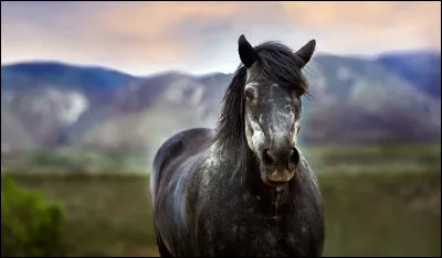 Quel budget comptes-tu mettre dans ce projet de possession d'un cheval ?