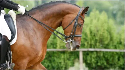 Serais-tu prêt à monter plusieurs chevaux pour faire ton choix ?