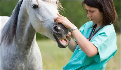 Le vétérinaire, le dentiste, le maréchal...