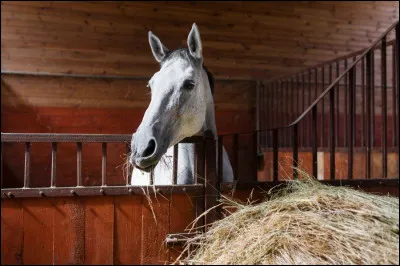 Serais-tu prêt à t'occuper d'un tel animal qui, en fin de compte, n'a que toi sur qui compter ?