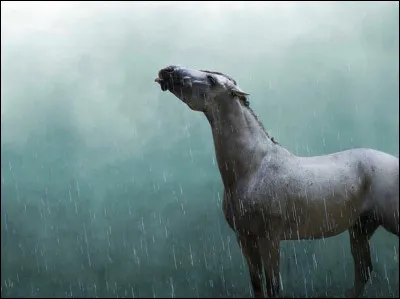 Penses-tu que les mois passant, ton intérêt à posséder un équidé deviendrait plus vague ?