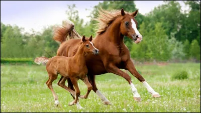 Quel est ton règne d'âge ?