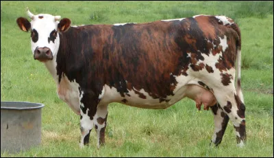 Quelle race de vaches produit le lait dans la vidéo précédente ?