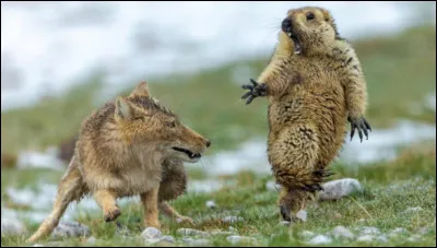 Comment s'appelle l'animal criant sûrement pitié face au renard ?