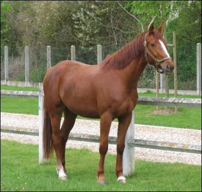 Quelle est la robe (couleur) du cheval sur la photo ?