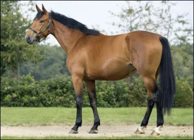 Quelle est la robe du cheval sur la photo ?