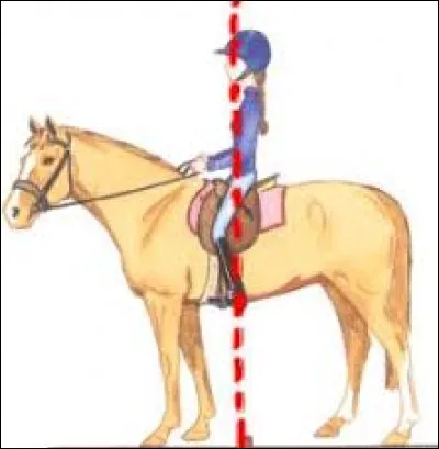 Comment doit être la position du cavalier à cheval ?