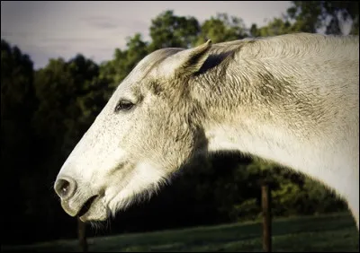 Les comportements : comment est le cheval sur la photo ?