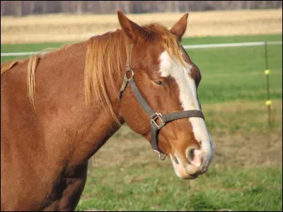 Les comportements : comment est le cheval sur la photo ?
