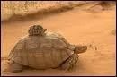 Combien d'annees peut vivre une tortue ?
