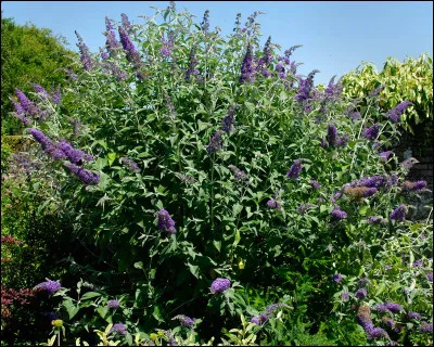 Quel est cet arbuste ?