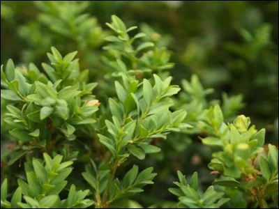 Quel est cet arbuste ?