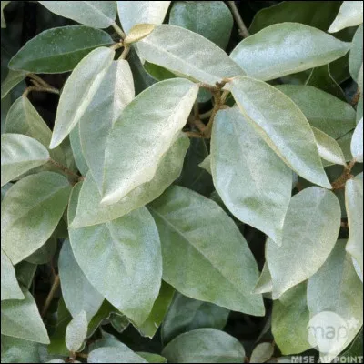 Quel est cet arbuste ?