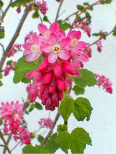 Quel est cet arbuste ?