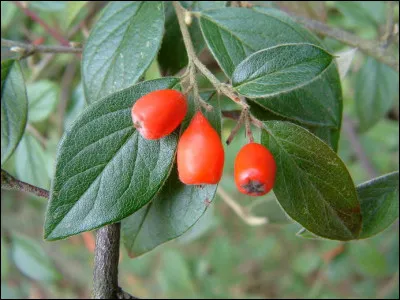 Quel est cet arbuste ?