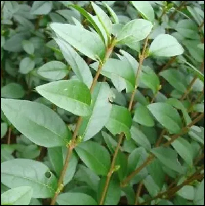 Quel est cet arbuste ?