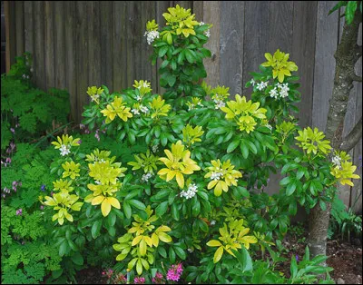 Quel est cet arbuste ?