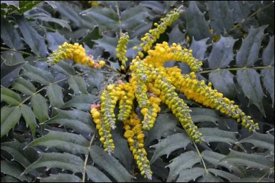 Quel est cet arbuste ?