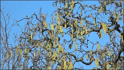 Quel est cet arbuste ?