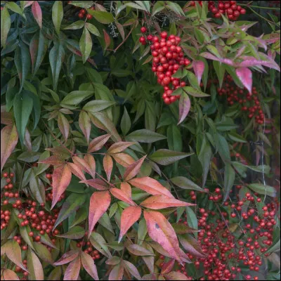 Quel est cet arbuste ?