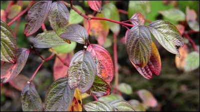 Quel est cet arbuste ?