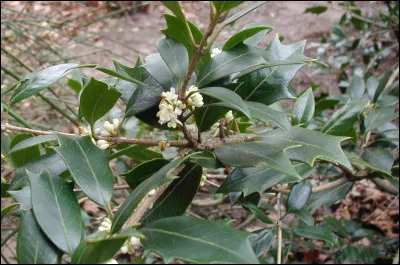 Quel est cet arbuste ?