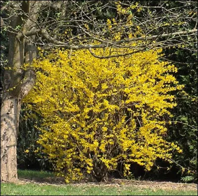 Quel est cet arbuste ?