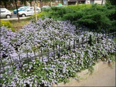 Quel est cet arbuste ?