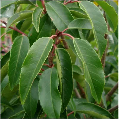 Quel est cet arbuste ?