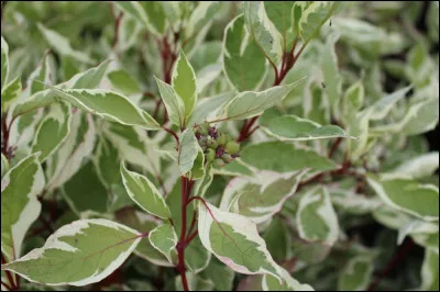 Quel est cet arbuste ?