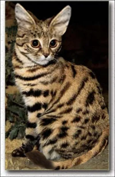 Combien a-t-il de Kneazles ?