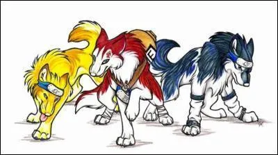 De qui est compos cette quipe de chien ?