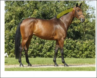 Parties du corps : quelle est cette partie du corps en jaune sur la photo ?