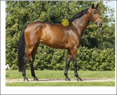 Parties du corps : quelle est cette partie du corps en jaune sur la photo ?