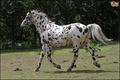 Quelle est la robe du cheval sur la photo ?