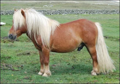 Quelle est la robe du poney sur la photo ?