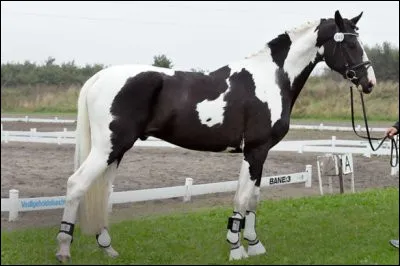 Quelle est la robe du cheval sur la photo ?