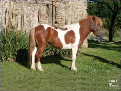 Quelle est la robe du poney sur la photo ?