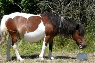 Quelle est la robe du poney sur la photo ?