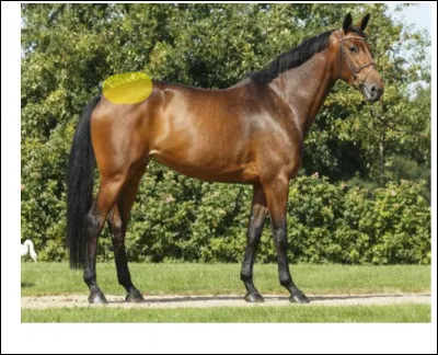 Parties du corps : quelle est cette partie du corps en jaune sur la photo ?