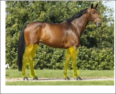 Parties du corps : quelle est cette partie du corps en jaune sur la photo ?