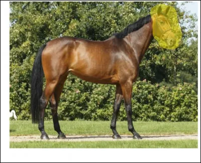 Parties du corps : quelle est cette partie du corps en jaune sur la photo ?