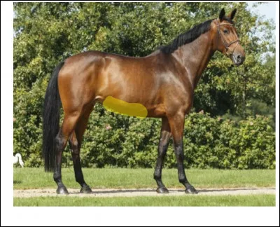 Parties du corps : quelle est cette partie du corps en jaune sur la photo ?