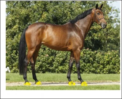 Parties du corps : quelle est cette partie du corps en jaune sur la photo ?