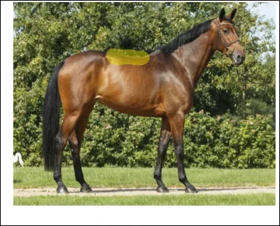 Parties du corps : quelle est cette partie du corps en jaune sur la photo ?