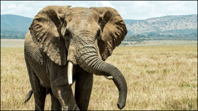 Un éléphant mâle adulte pèse...