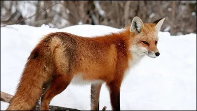 Un renard roux adulte mesure en moyenne...