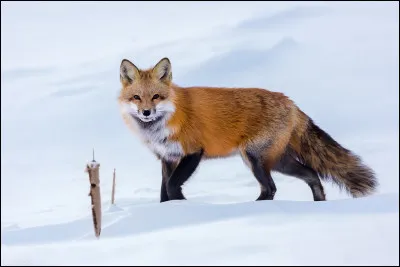 L'hiver le renard roux peut résister jusqu'à...