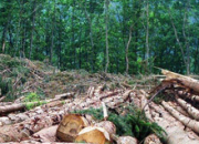 Quiz Nature et cologie : la dforestation